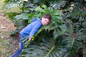 Blatt einer Monstera im Viñales Tal