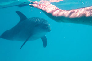Schwimmen mit Delfinen im Roten Meer