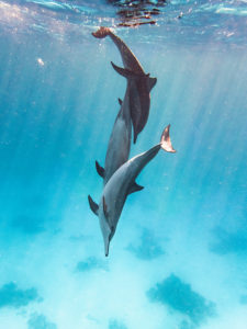 Spinner Delfine beim Spielen