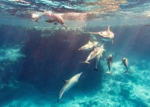 Schwimmen mit Delfinen bei Marsa Alam