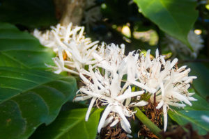 Blüten des Kaffeebaumes