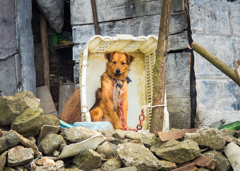 angeketteter Hund in seiner Hütte