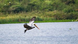 Pelikan auf Futtersuche in Kuba