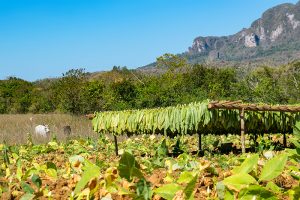 Tabakplantage im Viñales in Kuba
