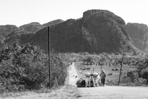 landestypischer Ochsenkarren im Viñales in Kuba