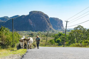 landestypischer Ochsenkarren im Viñales in Kuba