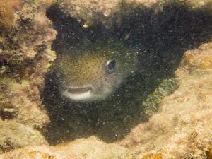 Kugelfisch in einer Höhle in Kuba