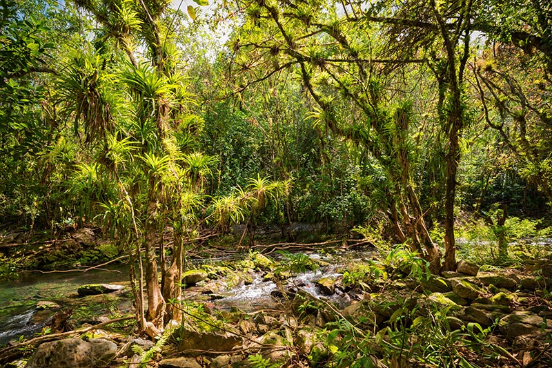 Aufsitzerpflanzen im El Nicho Nationalpark