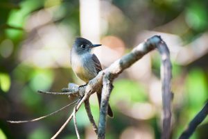 Cuban Pewee