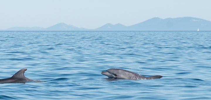 Delfin in der Adria