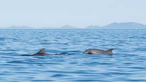 Delfine in der Adria
