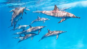 East Pacific dolphins in the Red Sea