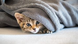 Cat child is hiding on the sofa under a blanket