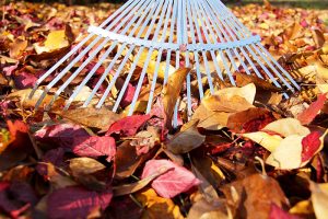 Raking Leaves