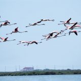 Gruppe Flamingos beim Fliegen