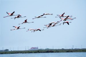 Gruppe Flamingos beim Fliegen