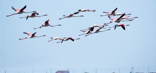 Gruppe Flamingos beim Fliegen