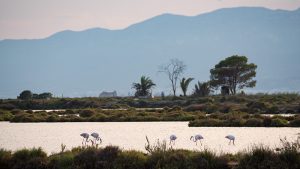 Flamingos im Parc Natural del Delta de l'Ebre