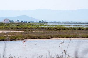 Flamingos im Ebro-Delta