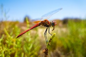 Libelle beim Fressen