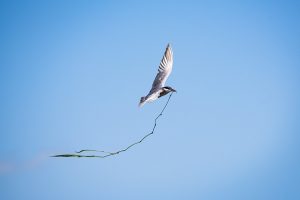 Vögel fotografieren im Ebro Delta