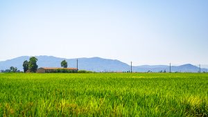 Reisfelder im Ebrodelta