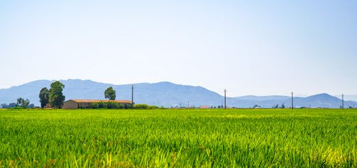 Reisfelder im Ebrodelta