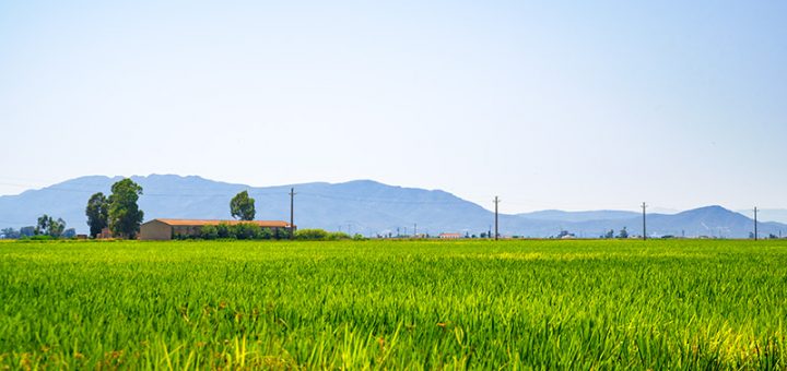 Reisfelder im Ebrodelta